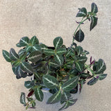 Ruellia mayokana - 6 inch plant