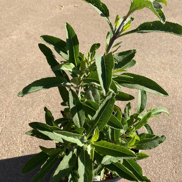 Salvia apiana - special form - 1 gallon plant