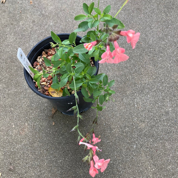 Salvia greggii 'California Sunset' - 1 gallon plant