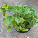 Salvia involucrata - 1 gallon plant
