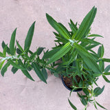 Salvia leucantha 'White Mischief' - 1 gallon plant