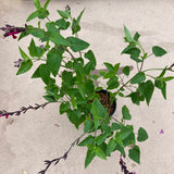 Salvia sp. (tall cerise) - 1 gallon plant