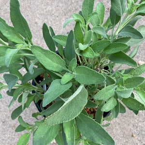 Salvia 'Bee's Bliss' - 1 gallon plant