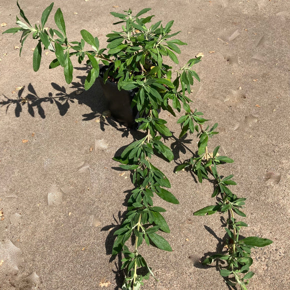 Salvia 'Bon Bon' - 1 gallon plant