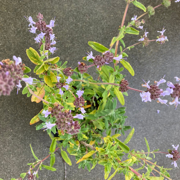 Salvia 'Calamity Jane' - 1 gallon plant