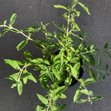 Salvia 'Calamity Jane' - 1 gallon plant