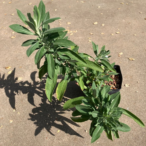 Salvia 'Frankie Lee' - 1 gallon plant