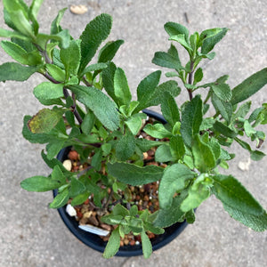 Salvia clevelandii 'Alpine' - 2 gallon plant