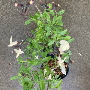Salvia 'Calligraphy' - 1 gallon plant