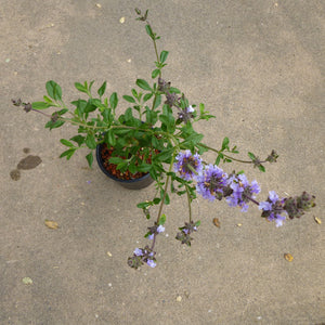 Salvia dorrii hybrid- 1 gallon plant