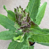 Salvia spathacea - 2 gallon plant