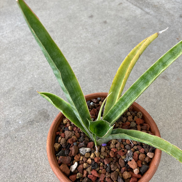 thick sansevieria Sansevieria sp. long thick leaf