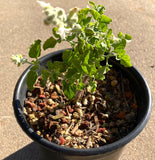Salvia cedrosensis 'Baja Blanca' - 1 gallon plant