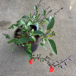 Salvia blepharophylla - 1 gallon plant