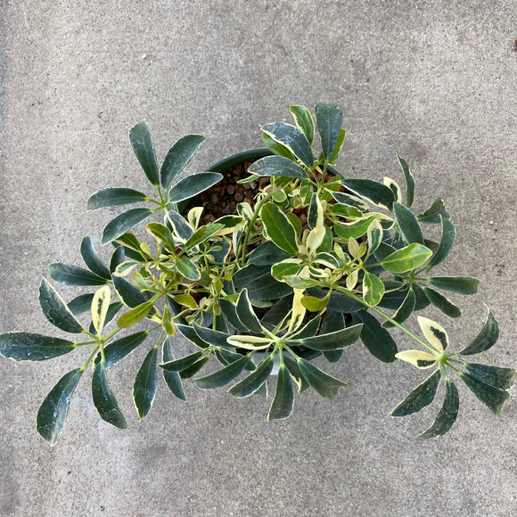 Schefflera arboricola 'Moondrop' - 6 inch plant