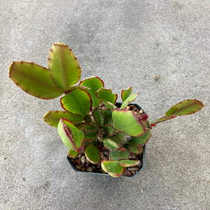 Schlumbergera (hot pink flower) - 6 inch plant