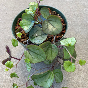 Senecio 'Silver Heart' - 6 inch plant