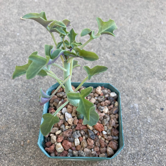 Kleinia articulata - 4.5 inch plant