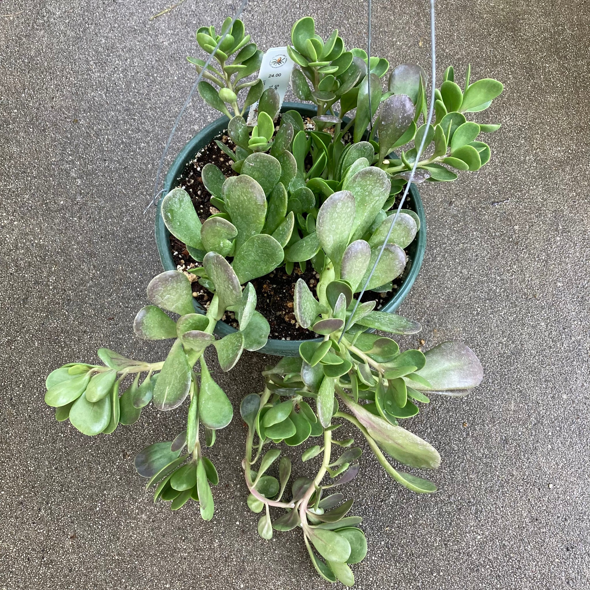 trailing jade hanging plant Kleinia petraea