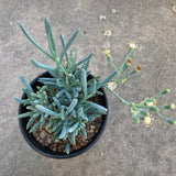 Senecio mandraliscae - 1 gallon plant