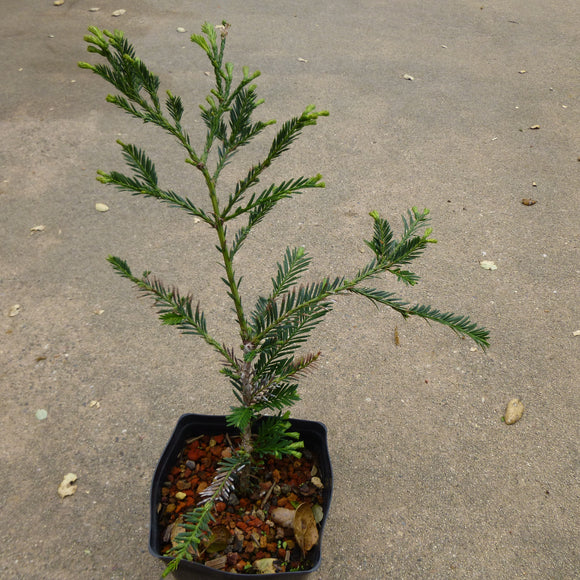 Sequoia sempervirens 'Aptos Blue' - 1 gallon plant