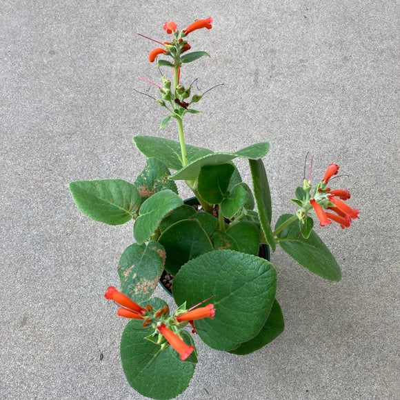 Sinningia sp. - 6 inch plant