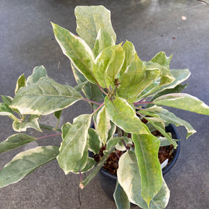 Solandra maxima 'Variegata' - 2 gallon plant