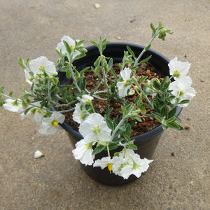 Solanum umbeliferum 'Spring Frost' - 1 gallon plant