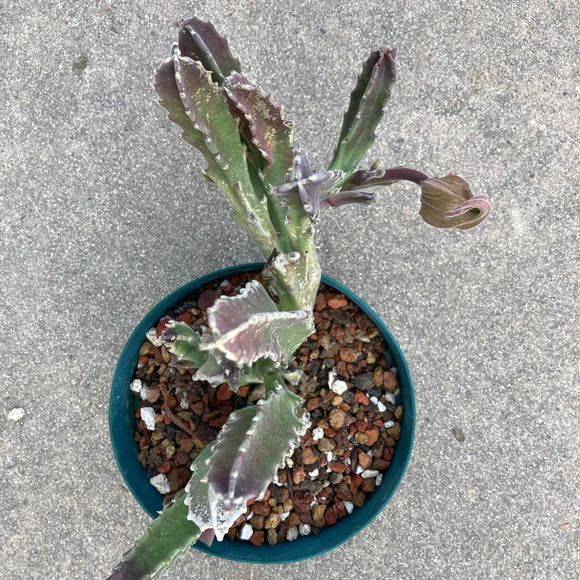 Stapelia grandiflora - 6 inch plant