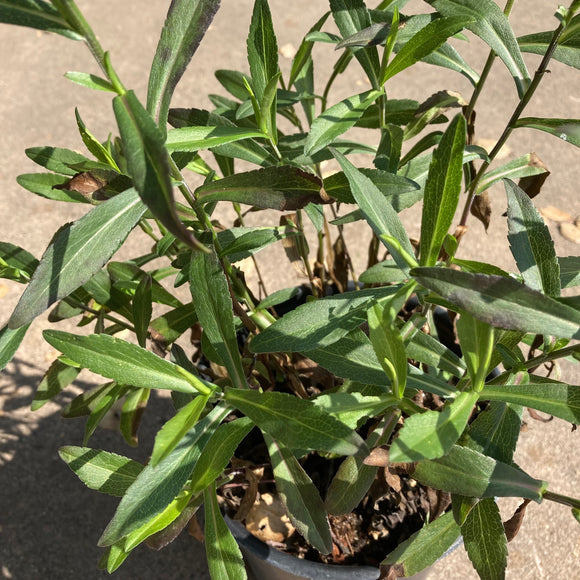 Symphyotrichum chilense 'Purple Haze' - 1 gallon plant