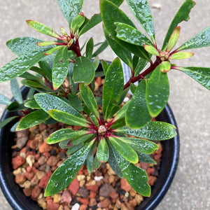 Tasmannia lanceolata - 1 gallon plant