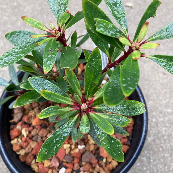 Tasmannia lanceolata - 1 gallon plant
