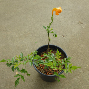Tecomaria capensis 'Yellow' - 2 gallon plant