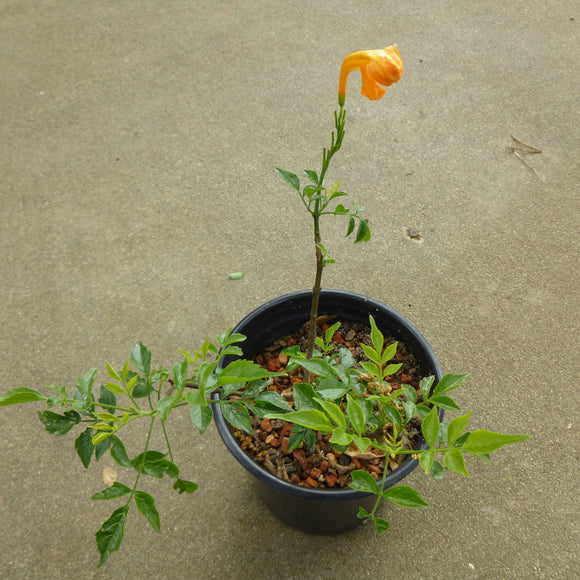 Tecomaria capensis 'Yellow' - 1 gallon plant