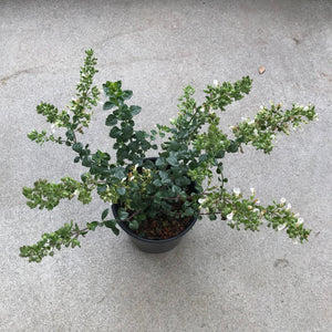 Teucrium chamaedrys 'Alba' - 1 gallon plant