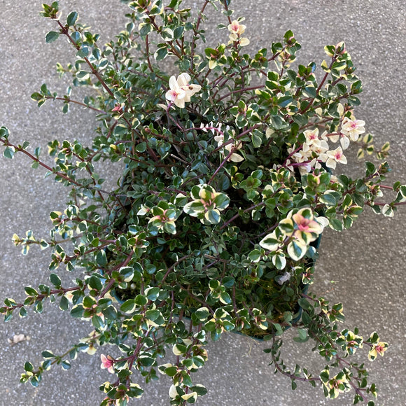 Thymus pulegioides 'Foxley' - 4 inch plant