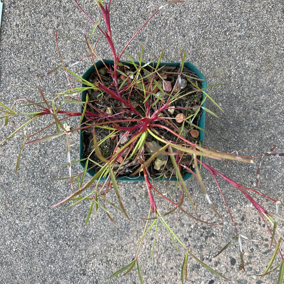 Trifolium willdenovii - 4 inch plant