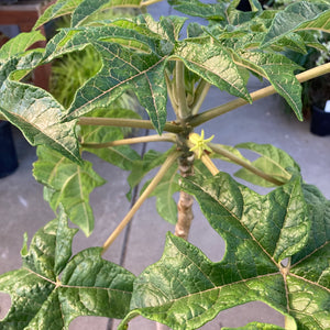 Vasconcellea (pubescens ?) - 5 gallon plant