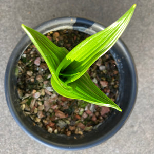 Veratrum fimbriatum - 1 gallon plant