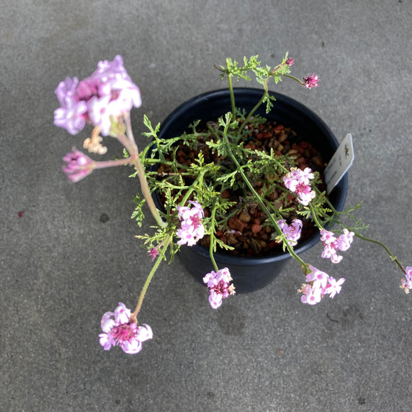 Verbena lilacina 'Paseo Rancho' - 1 gallon plant