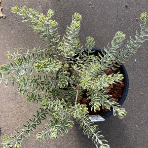Westringia brevifolia variegated - 1 gallon plant