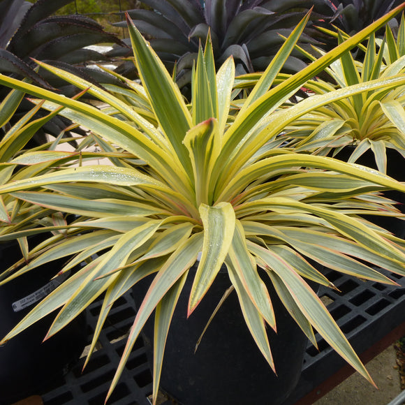 Yucca Bright Star ['Walbristar'] PP17653 - 5 gallon plant