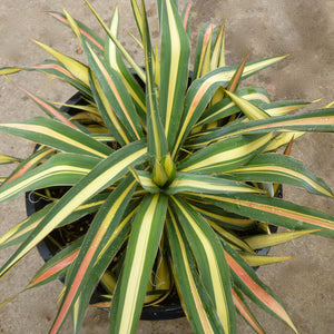 Yucca filamentosa 'Color Guard' - 5 gallon plant