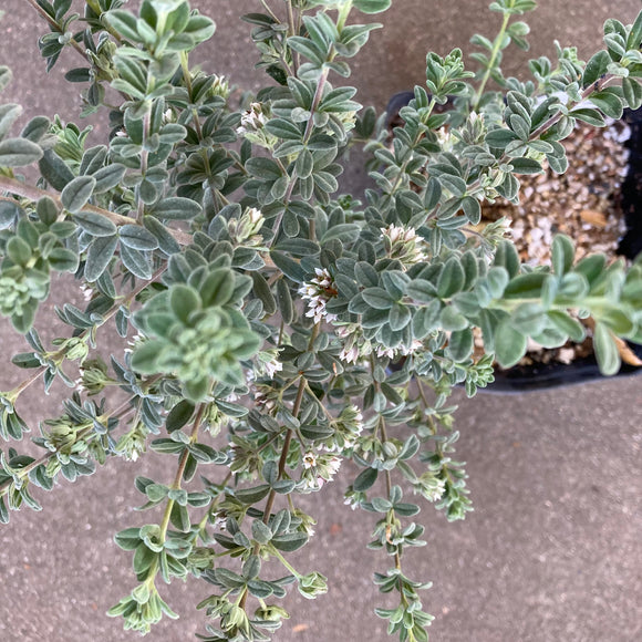 Zieria littoralis - 1 gallon plant