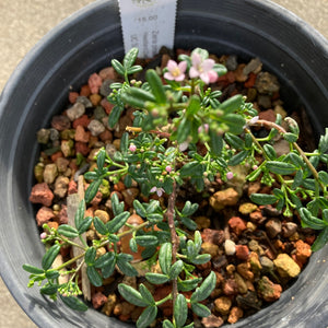 Zieria prostrata 'Pink Stars' - 1 gallon plant