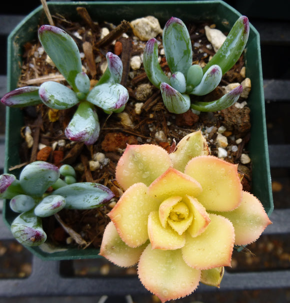 Aeonium / Senecio (combo) - 3.5 inch plant