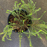 Agathosma mucronulata - 1 gallon plant