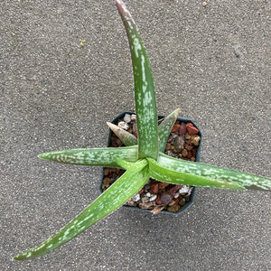 Aloe ellenbeckii (A. dumatorum) - 4 inch plant