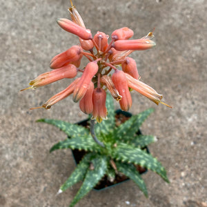 Aloe jacunda x hemmingii - 4.5 inch plant