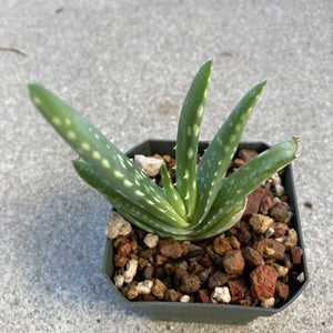 Aloe vera - 3.5 inch plant
